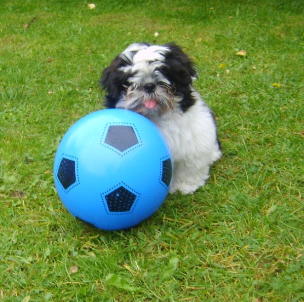 Shih Tzu Danmark